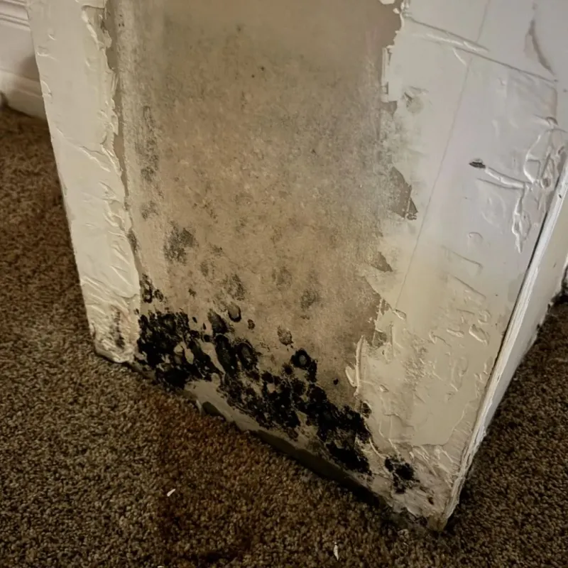 Professional Mold Removal in Greenwood, LA